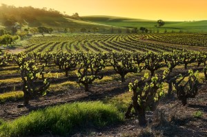 Vineyard-Sunset-Yellow-sky-1000