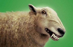 wolf-in-sheeps-clothing